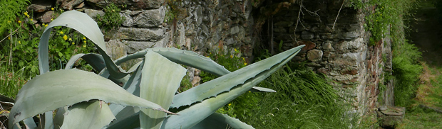 Agave